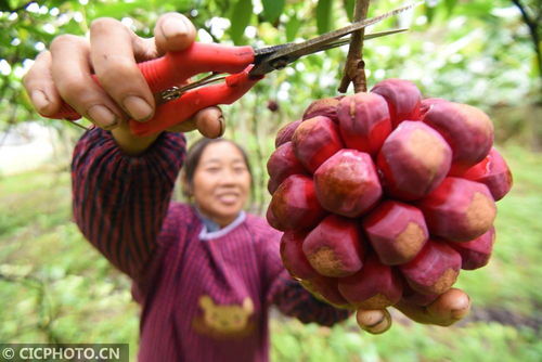 贵州锦屏 特色水果富农家