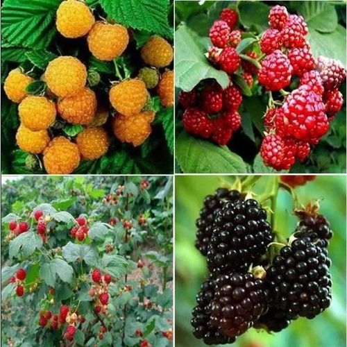 黑树莓苗盆栽地栽双季红树莓南方北方四季种植水果果树苗当年结果