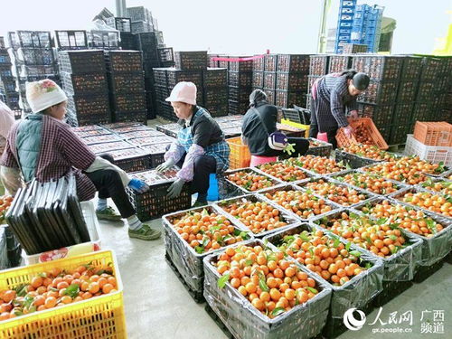 广西西林 水果产业助脱贫