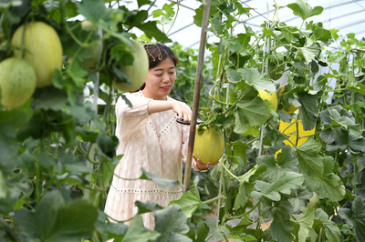 安徽肥西:生态农业助力乡村振兴
